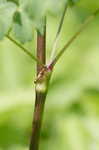 Waxyleaf meadow-rue